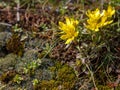 Wild yellow primroses