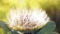 Wild yellow Protea Royalty Free Stock Photo