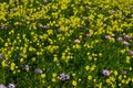 Wild yellow and purple flower field. Oxalis pes-caprae,Cape Sorrel, Bermuda Buttercup. Royalty Free Stock Photo