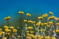 Wild yellow rock flowers Royalty Free Stock Photo