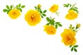 Wild yellow rose blooming flower isolated on a white background with copy space for your text. Top view. Flat lay Royalty Free Stock Photo