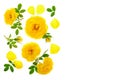 Wild yellow rose blooming flower isolated on a white background with copy space for your text. Top view. Flat lay Royalty Free Stock Photo