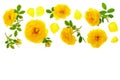 Wild yellow rose blooming flower isolated on a white background with copy space for your text. Top view. Flat lay Royalty Free Stock Photo