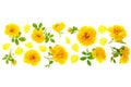 Wild yellow rose blooming flower isolated on a white background with copy space for your text. Top view. Flat lay Royalty Free Stock Photo