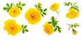 Wild yellow rose blooming flower isolated on a white background with copy space for your text. Top view. Flat lay Royalty Free Stock Photo