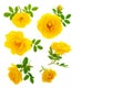 Wild yellow rose blooming flower isolated on a white background with copy space for your text. Top view. Flat lay Royalty Free Stock Photo