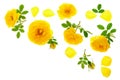 Wild yellow rose blooming flower isolated on a white background with copy space for your text. Top view. Flat lay Royalty Free Stock Photo