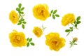 Wild yellow rose blooming flower isolated on a white background. Top view. Flat lay pattern Royalty Free Stock Photo