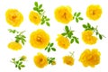 Wild yellow rose blooming flower isolated on a white background. Top view. Flat lay pattern Royalty Free Stock Photo