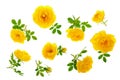 Wild yellow rose blooming flower isolated on a white background. Top view. Flat lay pattern Royalty Free Stock Photo