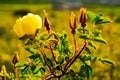 Wild yellow rose flower lit by the sun at sunset. Royalty Free Stock Photo