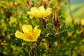 Wild yellow rose flower lit by the sun at sunset. Royalty Free Stock Photo