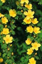 Wild yellow rose flowers in spring Royalty Free Stock Photo