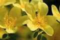 Wild yellow rose flowers in spring Royalty Free Stock Photo