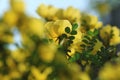 Wild yellow rose flowers in spring Royalty Free Stock Photo