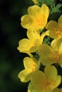 Wild yellow rose flowers in spring Royalty Free Stock Photo