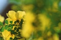 Wild yellow rose flowers in spring Royalty Free Stock Photo