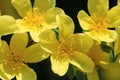 Wild yellow rose flowers in spring Royalty Free Stock Photo