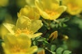 Wild yellow rose flowers in spring Royalty Free Stock Photo