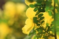 Wild yellow rose flowers in spring Royalty Free Stock Photo