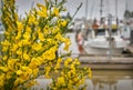 Scotch Broom, Steveston Marina