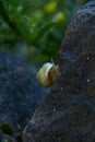 wild yellow snail inhabits in the forest mountains