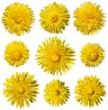 Wild Yellow Taraxacum or dandelions blossoms in the spring. Magical spring season.