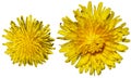 Wild Yellow Taraxacum or dandelions blossoms in the spring. Magical spring season.