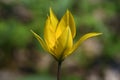 Wild yellow tulip closeup Royalty Free Stock Photo