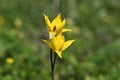 Wild yellow tulips closeup on grass background Royalty Free Stock Photo