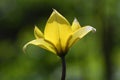 Wild yellow tulips closeup Royalty Free Stock Photo