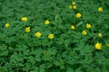 Wild yellow tulips grow in the grass Royalty Free Stock Photo