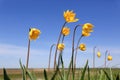 Wild yellow tulips on meadow Royalty Free Stock Photo