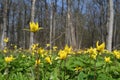Wild yellow tulips in spring forest Royalty Free Stock Photo