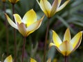 Wild yellow tulips