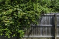 Wild yellow and white honeysuckle spilling over a fence Royalty Free Stock Photo