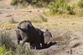 Wild young african elephant playing in mud, Kruger National park, South Africa Royalty Free Stock Photo