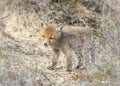 Wild young baby red fox cub Vulpes vulpes exploring the world. Amsterdamse Waterleiding Duinen in the Netherlands.