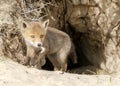 Wild young baby red fox cub Vulpes vulpes exploring the world. Amsterdamse Waterleiding Duinen in the Netherlands.