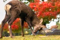 A wild young buck deer in nature scratching on rock, beautiful red orange fall autumn trees Royalty Free Stock Photo