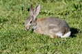 Wild Young Conttontail Rabbit showing white tail