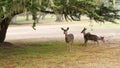 Wild young deer family group grazing, herd of animals. Fawns on grass in forest.