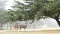 Wild young deer family group grazing, herd of animals. Fawns on grass in forest.