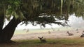 Wild young deer family group grazing, herd of animals. Fawns on grass in forest.