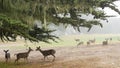 Wild young deer family group grazing, herd of animals. Fawns on grass in forest.