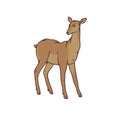 Wild young deer female vector outline sketch illustration isolated on white background.