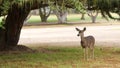 Wild young deer grazing, animal on green lawn grass. Fawn or calf, foggy forest. Royalty Free Stock Photo