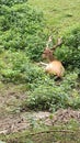 Wild young deer resting in the forest Royalty Free Stock Photo