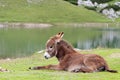 Wild young donkey in mountain meadows