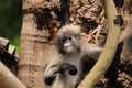 Wild young dusky langur, dusky leaf monkey, spectacled langur, spectacled leaf monkey Trachypithecus obscurus in Thailand